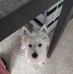 Un Terrier de Westphalie assis sur une moquette et regardant la cam&eacute;ra 