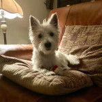 Un Terrier de Westphalie allong&eacute; sur un canap&eacute; et regardant vers la cam&eacute;ra 