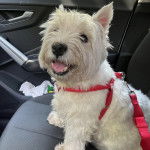 Un Terrier de Westphalie assis sur le si&egrave;ge d'une voiture, ayant la gueule ouverte et portant un harnais 