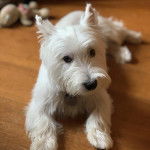 Un Terrier de Westphalie allong&eacute; sur un plancher et qui semble d&eacute;tendu 