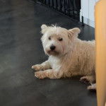 Un Terrier de Westphalie allong&eacute; sur un parquet et regardant vers la cam&eacute;ra 