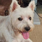 Un Terrier de Westphalie allong&eacute; sur une moquette, tirant la langue et regardant la cam&eacute;ra 