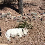 Un Terrier de Westphalie allong&eacute; sur une surface rocailleuse et portant un collier autour du cou