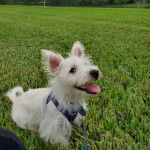 Un Terrier de Westphalie allong&eacute; sur une surface herbac&eacute;e et qui est tenu en laisse 