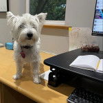 Un Terrier de Westphalie sur un plan de travail et portant un collier autour du cou