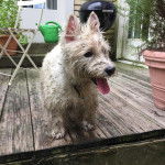 Un Terrier de Westphalie tirant la langue et portant un collier autour du cou 