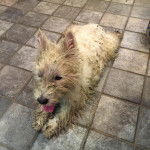 Un Terrier de Westphalie allong&eacute; sur une surface en b&eacute;ton 