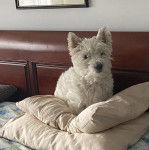 Un Terrier de Westphalie sur un lit et qui semble d&eacute;tendu