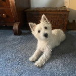 Un Terrier de Westphalie allong&eacute; sur une moquette et regardant la cam&eacute;ra 