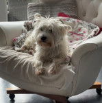 Un Terrier de Westphalie allong&eacute; sur une chaise et qui semble d&eacute;tendu 