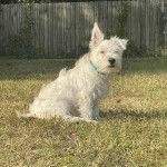 Un Terrier de Westphalie assis sur une surface herbac&eacute;e et portant un collier autour du cou 