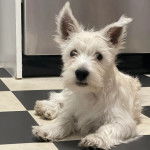 Un Terrier de Westphalie allong&eacute; sur un sol carrel&eacute; et regardant vers la cam&eacute;ra 