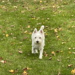 Un Terrier de Westphalie marchant un terrain herbeux et regardant la cam&eacute;ra 