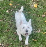 Un Terrier de Westphalie allong&eacute; sur un terrain herbeux et ayant la gueule ouverte 