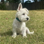 Un Terrier de Westphalie assis sur une surface herbac&eacute;e et portant un collier autour du cou 