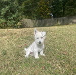 Un Terrier de Westphalie assis sur un terrain herbeux et qui semble d&eacute;tendu 