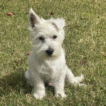 Un Terrier de Westphalie assis sur une surface herbac&eacute;e 