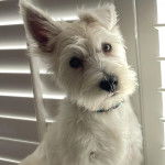 Un Terrier de Westphalie portant un collier autour du cou et regardant vers la cam&eacute;ra 