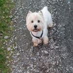 Un Terrier de Westphalie sur un chemin rocailleux et portant un collier autour du cou 