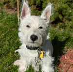 Un Terrier de Westphalie assis sur une surface herbac&eacute;e et portant un collier autour du cou 