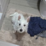 Un Terrier de Westphalie au pelage mouill&eacute;, assis sur un tapis et regardant la cam&eacute;ra 