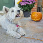 Un Terrier de Westphalie allong&eacute; sur une surface b&eacute;tonn&eacute;e et qui est tenu en laisse 