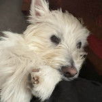 Un Terrier de Westphalie allong&eacute; et regardant la cam&eacute;ra