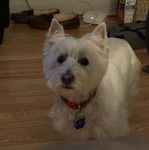 Un Terrier de Westphalie sur un plancher et portant un collier autour du cou
