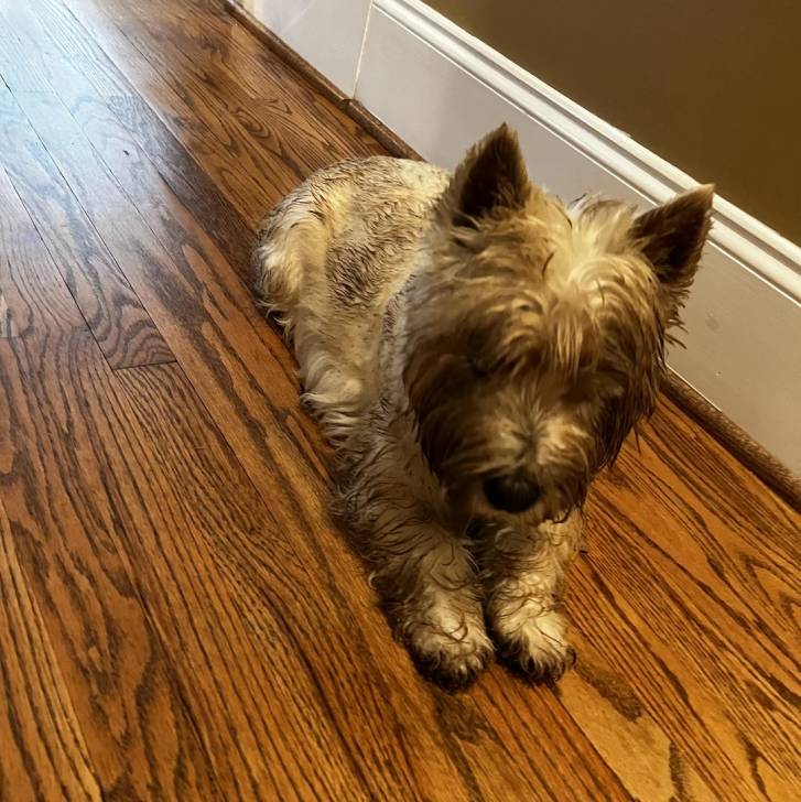 Un Terrier de Westphalie allongé sur un plancher et semblant détendu