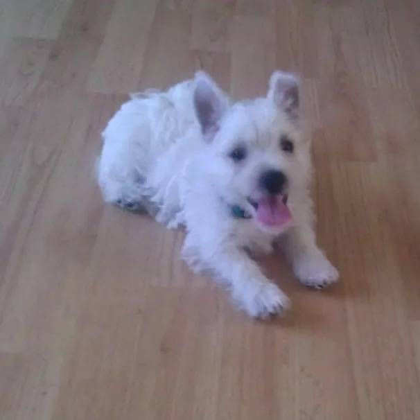 Un chiot Terrier de Westphalie allongé sur un plancher et tirant la langue 