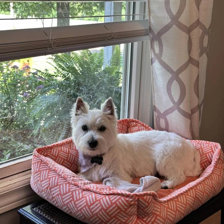 Un Terrier de Westphalie allongé dans un panier et portant un collier autour du cou