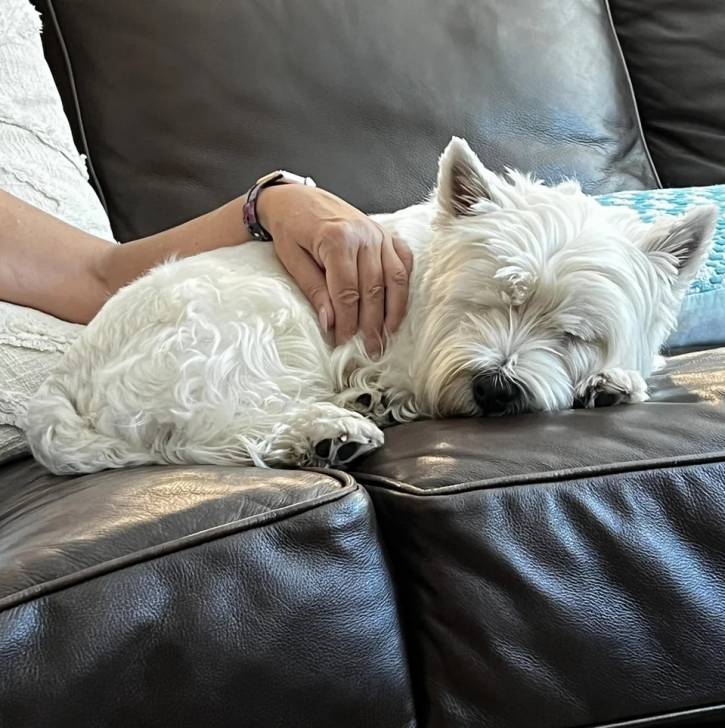 Un Terrier de Westphalie allongé sur un canapé et qui semble dormir 