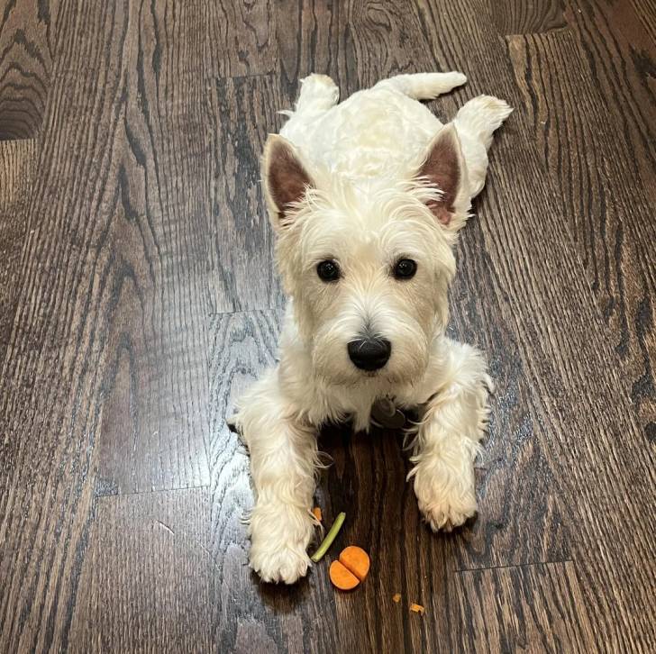 Un Terrier de Westphalie allongé sur un parquet et regardant vers la caméra 