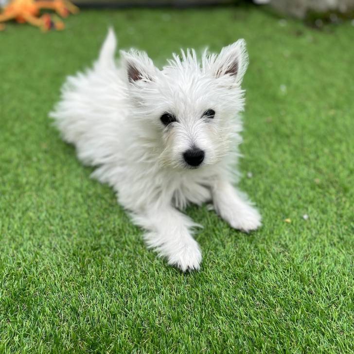 Un Terrier de Westphalie allongé sur une surface gazonnée et regardant vers la caméra 