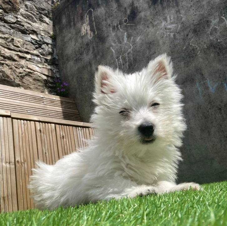 Un Terrier de Westphalie allongé sur une surface gazonnée et qui semble détendu 