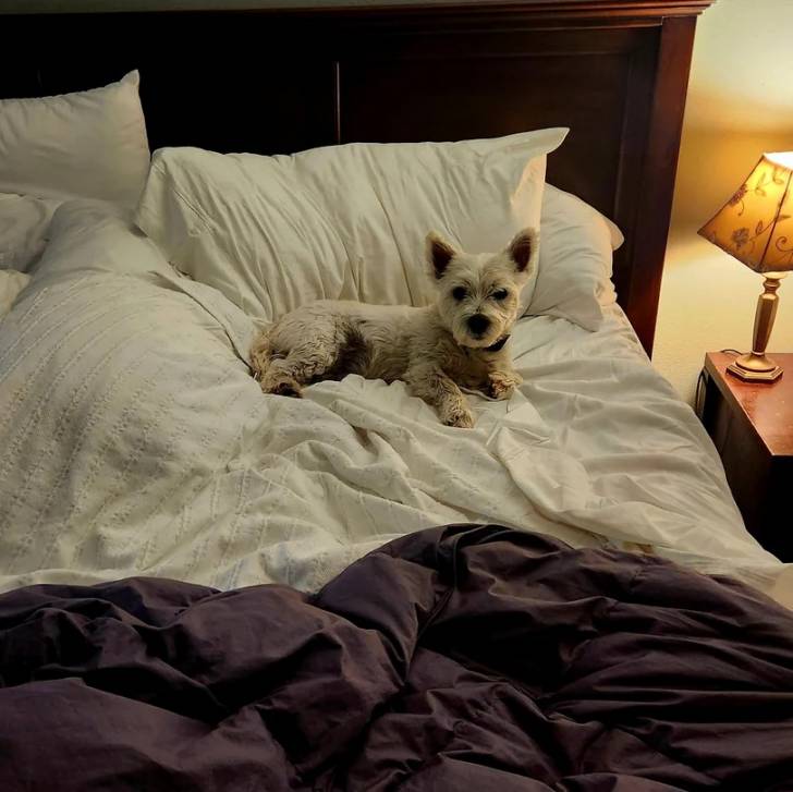 Un Terrier de Westphalie allongé sur un lit et regardant vers la caméra 