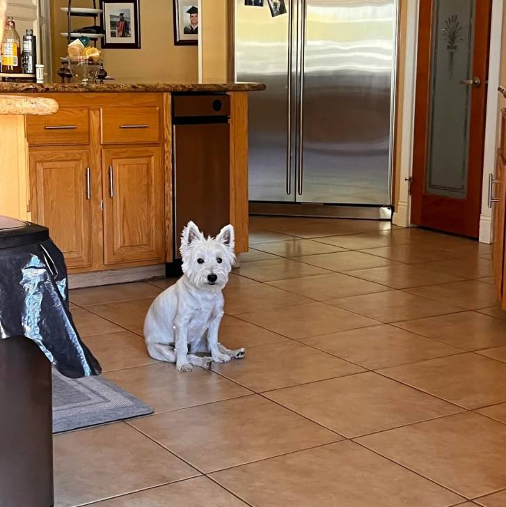 Un Terrier de Westphalie assis sur un sol carrelé et regardant vers la caméra 