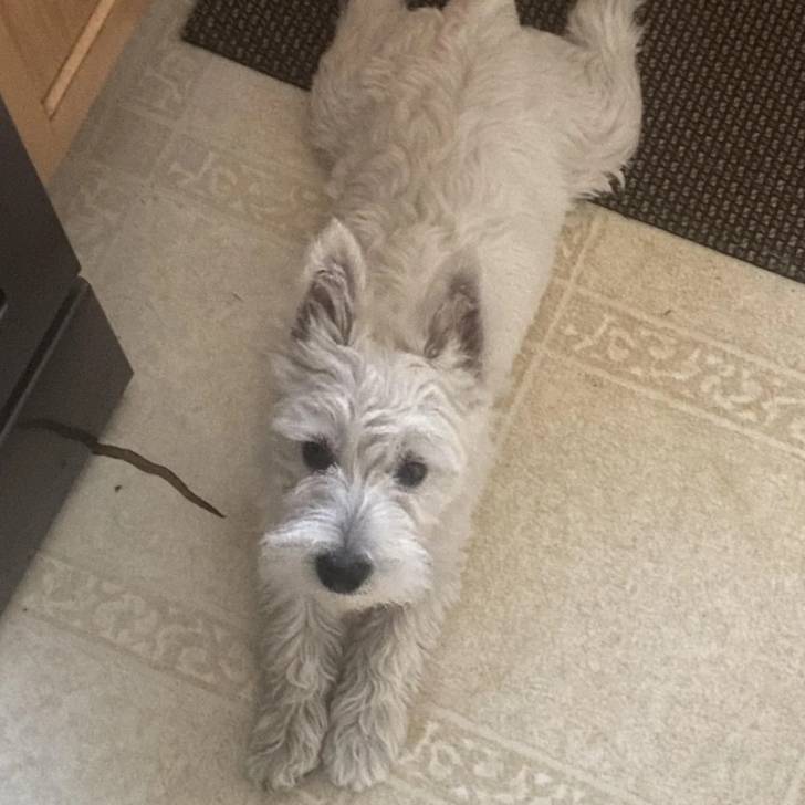 Un Terrier de Westphalie allongé sur une moquette et regardant la caméra 