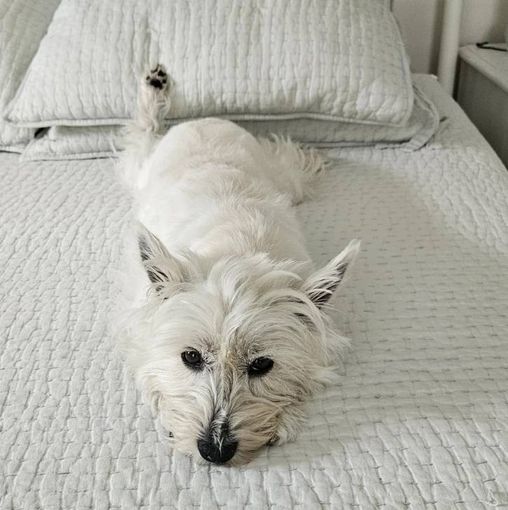 Un Terrier de Westphalie allongé sur un lit 