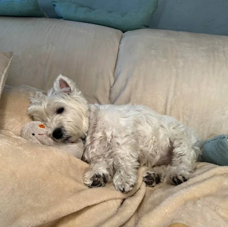 Un Terrier de Westphalie allongé sur un canapé et regardant vers la caméra 