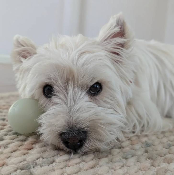 Un Terrier de Westphalie allongé et regardant vers la caméra 