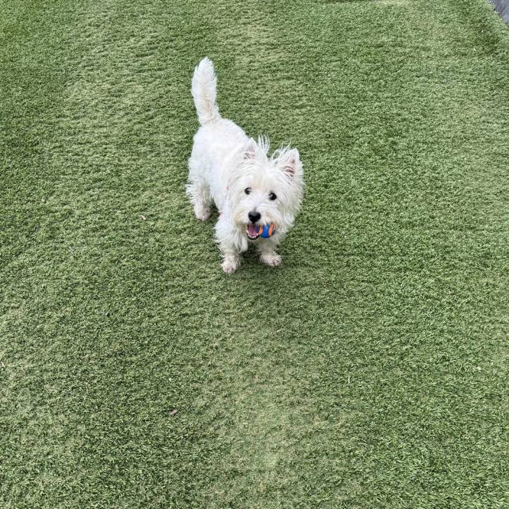 Un terrier de Westphalie sur un terrain en pelouse artificielle, la balle serrée entre ses crocs