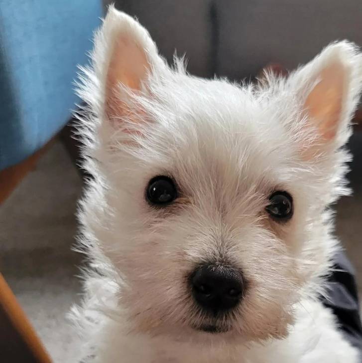 Gros plan d'un Terrier de Westphalie regardant la caméra 