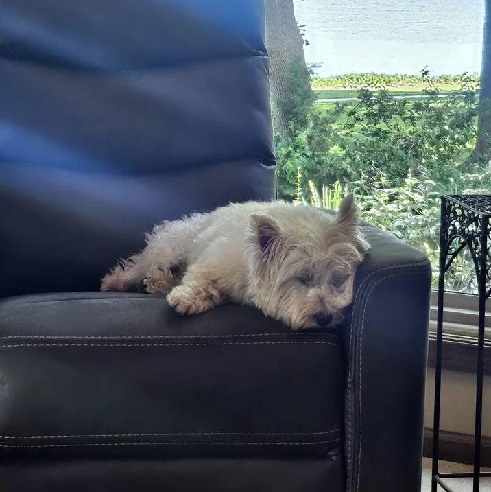 Un Terrier de Westphalie allongé sur un fauteuil et qui semble dormir