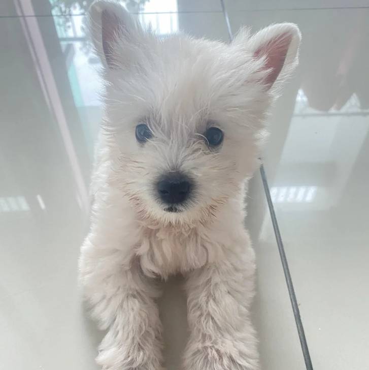 Un chiot Terrier de Westphalie allongé sur un sol carrelé et regardant vers la caméra