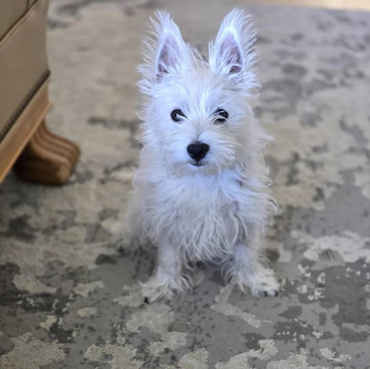 Un Terrier de Westphalie assis sur une moquette et regardant la caméra