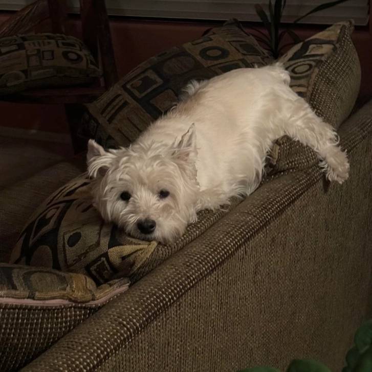 Un Terrier de Westphalie allongé sur un canapé et regardant vers la caméra
