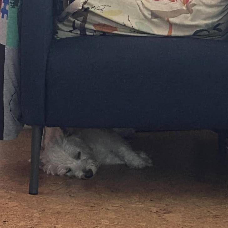 Un Terrier de Westphalie allongé sous un fauteuil et qui semble dormir 