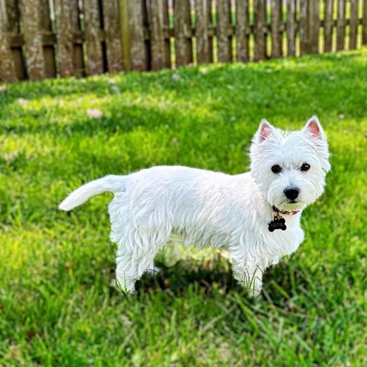 Un Terrier de Westphalie sur une surface herbacée et portant un collier autour du cou 