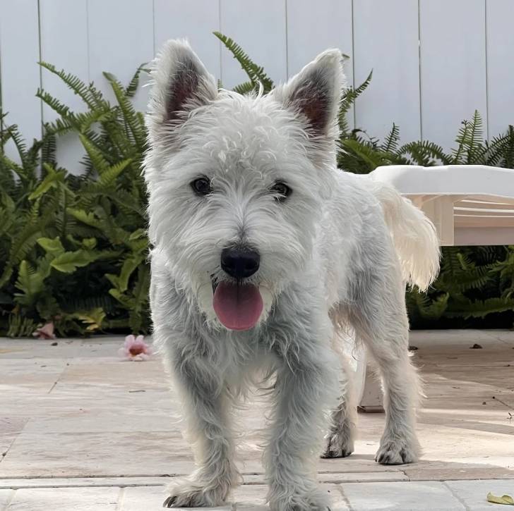 Un Terrier de Westphalie sur une surface bétonnée tirant langue et regardant vers la caméra 